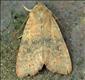 2275 (73.183) Dusky-lemon Sallow